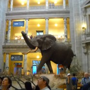AMNH