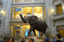 AMNH